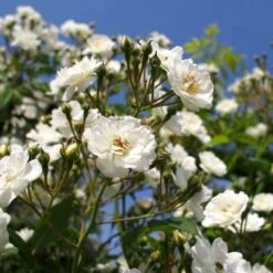 Rosa Rambling Rector - Rambling Rose -Fruit Garden Shop Rosa Rambling Rector 3