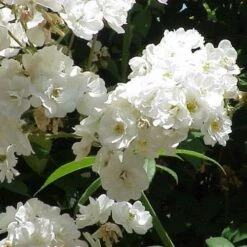 Rosa Rambling Rector - Rambling Rose -Fruit Garden Shop Rosa Rambling Rector 4