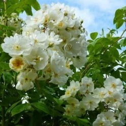 Rosa Rambling Rector - Rambling Rose -Fruit Garden Shop Rosa Rambling Rector 5