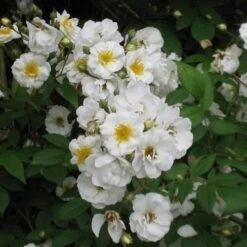 Rosa Rambling Rector - Rambling Rose -Fruit Garden Shop Rosa Rambling Rector 7