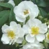 Rosa Rambling Rector - Rambling Rose -Fruit Garden Shop Rosa Rambling Rector 8