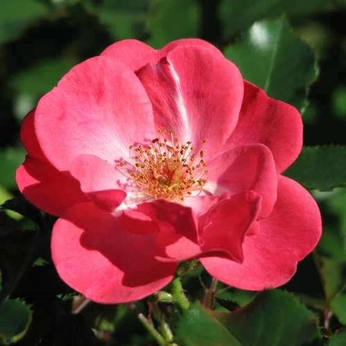 Rosa Red Blanket 3 Rosa Red Blanket