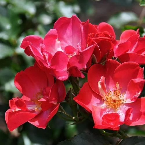 Rosa Red Blanket 4 Rosa Red Blanket - Image 2