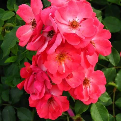 Rosa Red Blanket 5 Rosa Red Blanket - Image 3