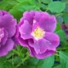 Rosa Rhapsody In Blue
