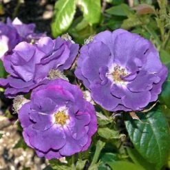 Rosa Rhapsody In Blue -Fruit Garden Shop Rosa Rhapsody in Blue 2