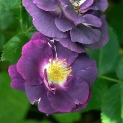 Rosa Rhapsody In Blue -Fruit Garden Shop Rosa Rhapsody in Blue 3