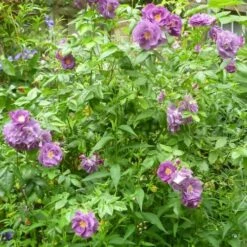 Rosa Rhapsody In Blue -Fruit Garden Shop Rosa Rhapsody in Blue 4