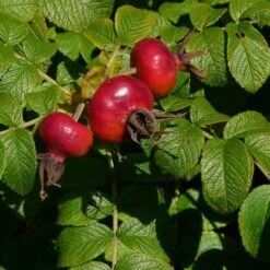 Rosa Rugosa Scabrosa -Fruit Garden Shop Rosa Scabrosa 3