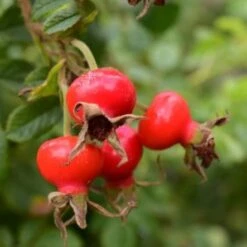 Rosa Schneezwerg - Rugosa Rose -Fruit Garden Shop Rosa Schneezwerg 4
