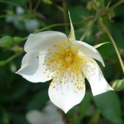 Rosa Sir Cedric Morris - Rambling Rose -Fruit Garden Shop Rosa Sir Cedric Morris 4