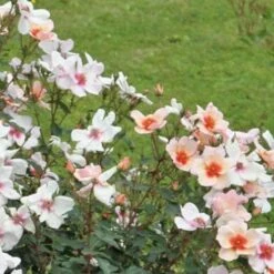 Rosa Persica Smiling Eyes -Fruit Garden Shop Rosa Smiling Eyes 01 cc788553 74f1 432c 9b66 3f1016c4012d