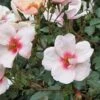 Rosa Persica Smiling Eyes -Fruit Garden Shop Rosa Smiling Eyes 02