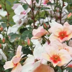 Rosa Persica Smiling Eyes -Fruit Garden Shop Rosa Smiling Eyes 02 57b3481d c44e 4720 9b5c 10cd4aa6cdeb