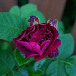 Rosa Souvenir Du Dr Jamain - Climbing Rose -Fruit Garden Shop Rosa Souvenir du Dr Jamain 3