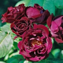 Rosa Souvenir Du Dr Jamain - Climbing Rose -Fruit Garden Shop Rosa Souvenir du Dr Jamain 4