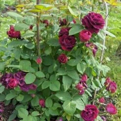 Rosa Souvenir Du Dr Jamain - Climbing Rose -Fruit Garden Shop Rosa Souvenir du Dr Jamain 5