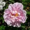 Rosa Stanwell Perpetual - Old Shrub Rose -Fruit Garden Shop Rosa Stanwell Perpetual 1