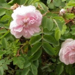 Rosa Stanwell Perpetual - Old Shrub Rose -Fruit Garden Shop Rosa Stanwell Perpetual 3