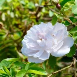 Rosa Stanwell Perpetual - Old Shrub Rose -Fruit Garden Shop Rosa Stanwell Perpetual 4