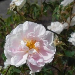Rosa Stanwell Perpetual - Old Shrub Rose -Fruit Garden Shop Rosa Stanwell Perpetual 7