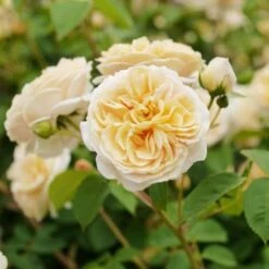 Rosa Teasing Georgia - David Austin Shrub Rose -Fruit Garden Shop Rosa Teasing Georgia 2