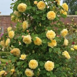 Rosa Teasing Georgia - David Austin Shrub Rose -Fruit Garden Shop Rosa Teasing Georgia 4