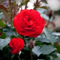 Rosa Trumpeter - Floribunda Shrub Rose -Fruit Garden Shop Rosa Trumpeter7