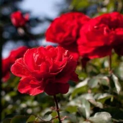 Rosa Trumpeter - Floribunda Shrub Rose -Fruit Garden Shop Rosa Trumpeter 2