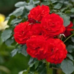 Rosa Trumpeter - Floribunda Shrub Rose -Fruit Garden Shop Rosa Trumpeter 3