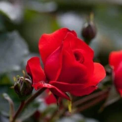 Rosa Trumpeter - Floribunda Shrub Rose -Fruit Garden Shop Rosa Trumpeter 5