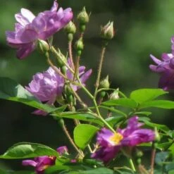 Rosa Veilchenblau - Rambling Rose -Fruit Garden Shop Rosa Veilchenblau 2