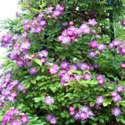 Rosa Veilchenblau - Rambling Rose -Fruit Garden Shop Rosa Veilchenblau 4