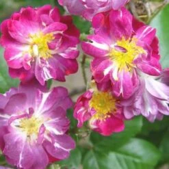 Rosa Veilchenblau - Rambling Rose -Fruit Garden Shop Rosa Veilchenblau X