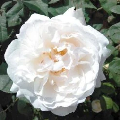 Rosa Auscat (Winchester Cathedral)- David Austin Shrub Rose -Fruit Garden Shop Rosa Winchester Cathedral 6