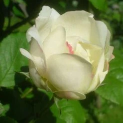 Rosa Auscat (Winchester Cathedral)- David Austin Shrub Rose -Fruit Garden Shop Rosa Winchester Cathedral 7