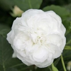 Rosa Boule De Neige - Old Bourbon Shrub Rose -Fruit Garden Shop Rosa boule de neige X