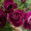 Rosa Burgundy Ice - Floribunda Shrub Rose -Fruit Garden Shop Rosa burgundy ice X