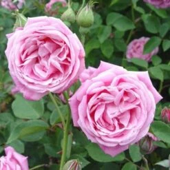 Rosa Hermosa - Old Shrub Rose -Fruit Garden Shop Rosa hermosa 02