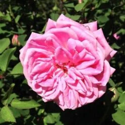 Rosa Hermosa - Old Shrub Rose -Fruit Garden Shop Rosa hermosa 05