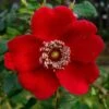Rosa Moyesii Geranium -Shrub Rose -Fruit Garden Shop Rosa moyesii Geranium X