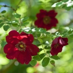 Rosa Moyesii Geranium -Shrub Rose 9 Rosa Moyesii Geranium -Shrub Rose -Fruit Garden Shop Rosa moyesii geranium 3