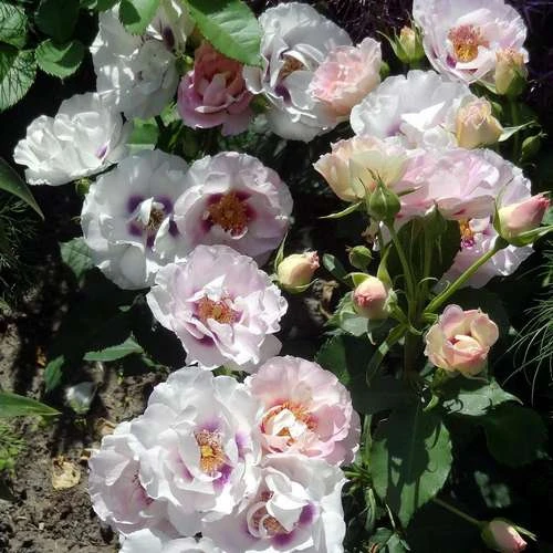 Rosa Persica Eyes For You 4 Rosa Persica Eyes For You - Image 2