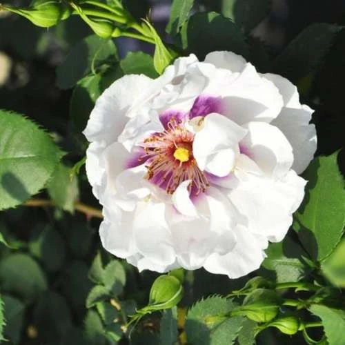 Rosa Persica Eyes For You 5 Rosa Persica Eyes For You - Image 3