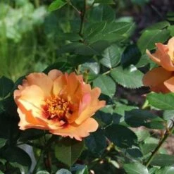 Rosa Persica Persian Sun -Fruit Garden Shop Rosa persica Persian Sun 04