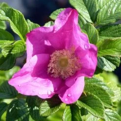 Rosa Rugosa Scabrosa -Fruit Garden Shop Rosa scabrosa 4