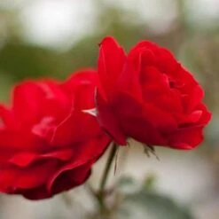 Rosa Trumpeter - Floribunda Shrub Rose -Fruit Garden Shop Rosa trumpeter 6