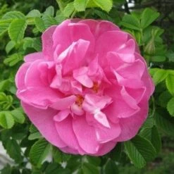 Rosa Jens Munk - Rugosa Rose -Fruit Garden Shop RosajensMunkNo3