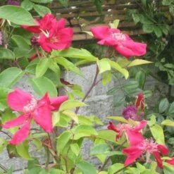 Rosa Odorata Bengal Crimson -Fruit Garden Shop RosaodorataBengalCrimsonNo2