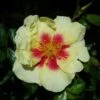 Rosa Persica Eye Of The Tiger -Fruit Garden Shop RosapersicaEyeoftheTiger1
